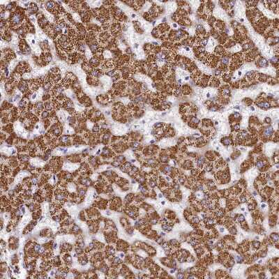 Immunohistochemistry-Paraffin: FXYD6 Antibody [NBP1-91915]