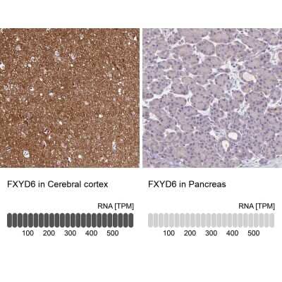 Immunohistochemistry-Paraffin: FXYD6 Antibody [NBP1-91915]