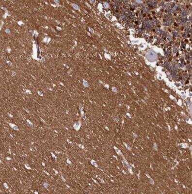 Immunohistochemistry-Paraffin: FXYD6 Antibody [NBP1-91915]