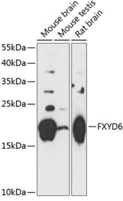 Western Blot: FXYD6 AntibodyAzide and BSA Free [NBP3-04818]