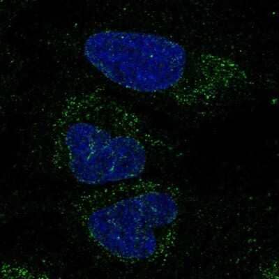 Immunocytochemistry/ Immunofluorescence: FXYD6-FXYD2 Antibody [NBP2-69002]