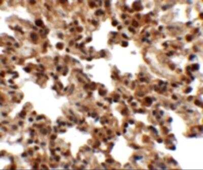 Immunohistochemistry: FXYD7 Antibody - BSA Free [NBP2-81950]