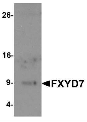 Western Blot: FXYD7 AntibodyBSA Free [NBP2-81950]