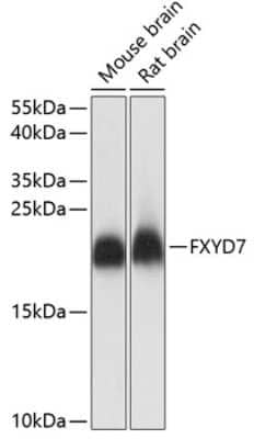 Western Blot: FXYD7 AntibodyAzide and BSA Free [NBP3-04793]