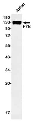 Western Blot: FYB/ADAP/SLAP130 Antibody (S03-0H1) [NBP3-19640]