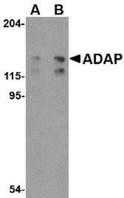 Western Blot: FYB/ADAP/SLAP130 AntibodyBSA Free [NBP1-76810]