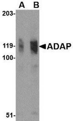 Western Blot: FYB/ADAP/SLAP130 AntibodyBSA Free [NBP1-76811]