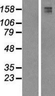 Western Blot: FYCO1 Overexpression Lysate [NBP2-06327]