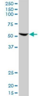 Western Blot: FZR1/CDH1 Antibody (3E12) [H00051343-M09]