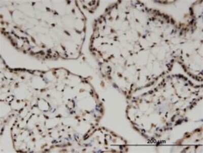 Immunohistochemistry-Paraffin: FZR1/CDH1 Antibody (4C4) [H00051343-M02]