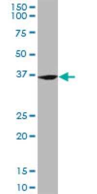Western Blot: FZR1/CDH1 Antibody (4C4) [H00051343-M02]