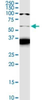 Western Blot: FZR1/CDH1 Antibody (4C4) [H00051343-M02]