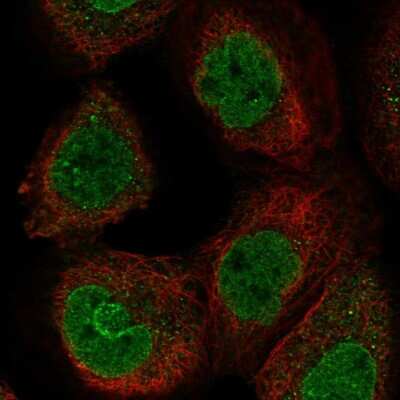 Immunocytochemistry/ Immunofluorescence: FZR1/CDH1 Antibody [NBP1-91774]