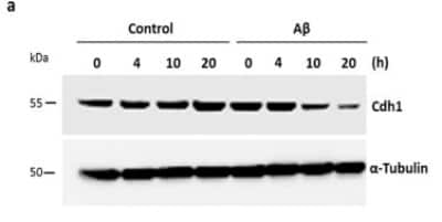 Western Blot: FZR1/CDH1 Antibody [NBP2-15840]