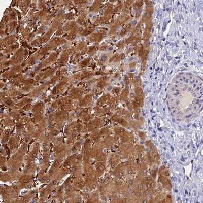 Immunohistochemistry-Paraffin: FZR1/CDH1 Antibody [NBP1-91774]