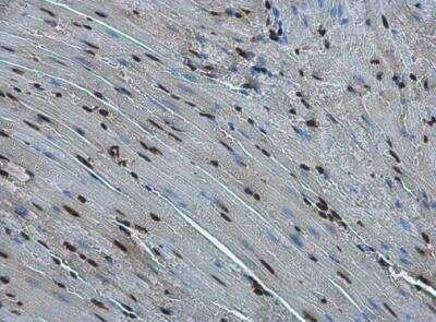 Immunohistochemistry-Paraffin: FZR1/CDH1 Antibody [NBP2-15840]