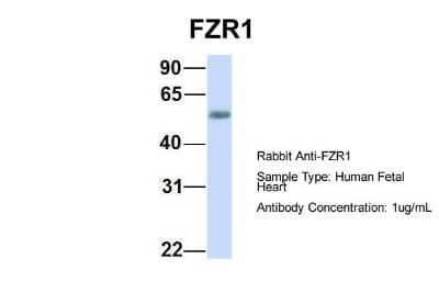 Western Blot: FZR1/CDH1 Antibody [NBP1-56976]