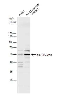 Western Blot: FZR1/CDH1 Antibody [NBP2-15840]