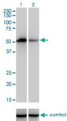 Western Blot: Factor IX Antibody (2C9) [H00002158-M01]