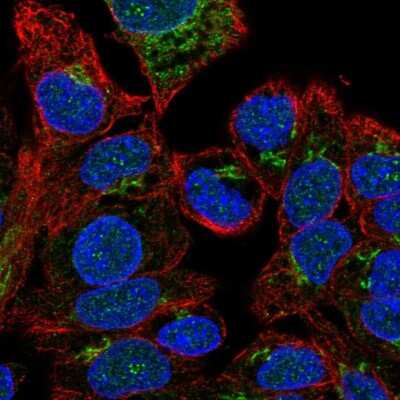 Immunocytochemistry/ Immunofluorescence: Factor V Antibody [NBP1-88114]