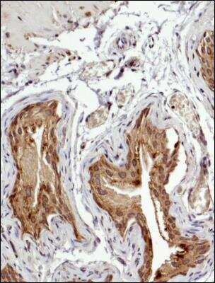 Immunohistochemistry-Paraffin: Factor VIII Antibody - BSA Free [NB100-91761]