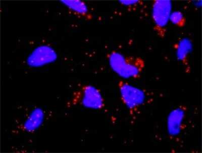 Proximity Ligation Assay: Factor XII heavy chain Antibody (3A3) [H00002161-M01]