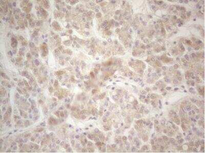 Immunohistochemistry-Paraffin: Factor XII heavy chain Antibody (OTI1H5) [NBP2-45561]