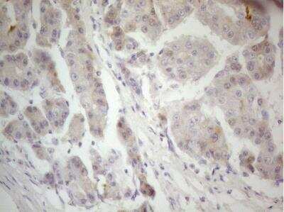 Immunohistochemistry-Paraffin: Factor XII heavy chain Antibody (OTI1H5) [NBP2-45561]