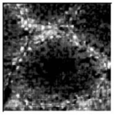 Immunohistochemistry-Paraffin: Fas Ligand/TNFSF6 Antibody (A11) [NBP1-97519]