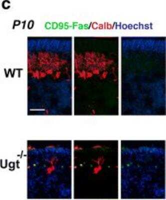 Immunocytochemistry/ Immunofluorescence: Fas/TNFRSF6/CD95 Antibody - BSA Free [NB120-13550]