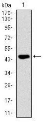 Western Blot: Fas/TNFRSF6/CD95 Antibody (4F8H6)BSA Free [NBP2-37515]