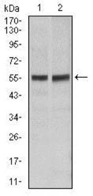 Western Blot: Fas/TNFRSF6/CD95 Antibody (4F8H6)BSA Free [NBP2-37515]