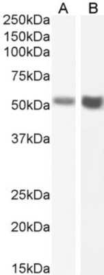 Western Blot: Fas/TNFRSF6/CD95 Antibody (R-125224)ChimericAzide and BSA Free [NBP2-81113]