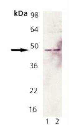 Western Blot: Fas/TNFRSF6/CD95 AntibodyBSA Free [NB120-13550]