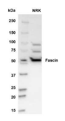 Western Blot: Fascin 2 Antibody [NBP1-79776]