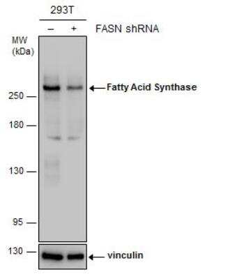Western Blot: Fatty Acid Synthase/FASN Antibody (325) [NBP2-43822]