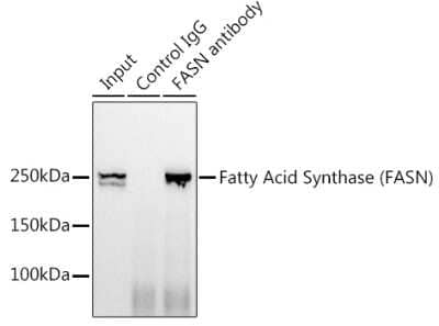 Immunoprecipitation: Fatty Acid Synthase/FASN Antibody (4U9S3) [NBP3-15634]