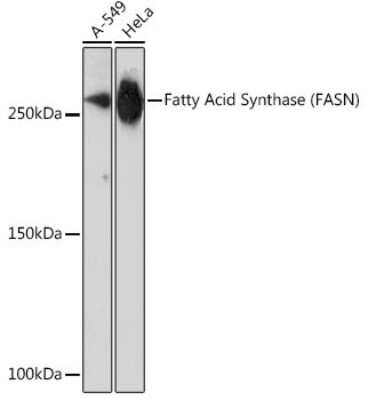 Western Blot: Fatty Acid Synthase/FASN Antibody (4U9S3) [NBP3-15634]