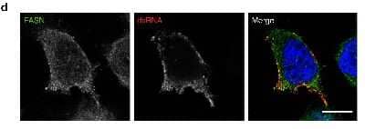 Immunocytochemistry/ Immunofluorescence: Fatty Acid Synthase/FASN Antibody [NB400-114]