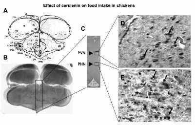 Immunohistochemistry-Paraffin: Fatty Acid Synthase/FASN Antibody [NB400-114]