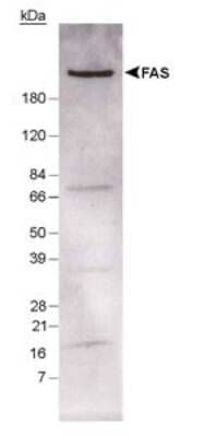 Western Blot: Fatty Acid Synthase/FASN Antibody [NB400-114]