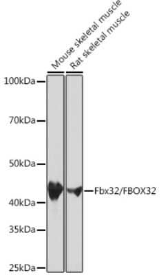 Western Blot: Fbx32 Antibody (1F10Z5) [NBP3-16255]