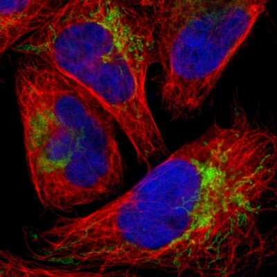 Immunocytochemistry/ Immunofluorescence: FbxL12 Antibody [NBP2-58272]