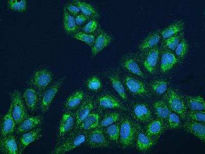 Immunocytochemistry/ Immunofluorescence: FbxL12 Antibody [NBP3-06196]