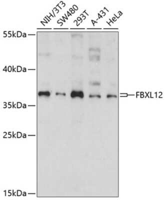 Western Blot: FbxL12 AntibodyAzide and BSA Free [NBP3-04675]