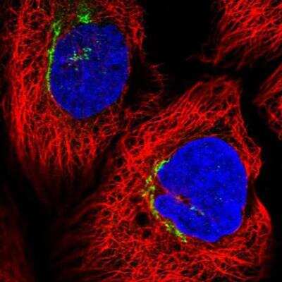 Immunocytochemistry/ Immunofluorescence: Fbxl8 Antibody [NBP2-34012]