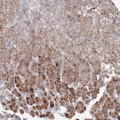 Immunohistochemistry-Paraffin: Fbxl8 Antibody [NBP2-34012]