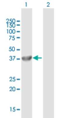 Western Blot: Fbxl8 Antibody [H00055336-B01P]