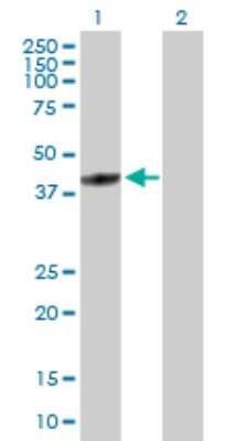 Western Blot: Fbxl8 Antibody [H00055336-D01P]