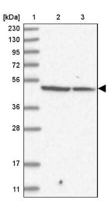 Western Blot: Fbxl8 Antibody [NBP1-83920]